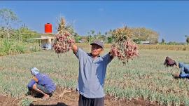 Panen Melon dan Bawang Merah Program BKK Tertib Administrasi Pertanahan Kalurahan Ponjong